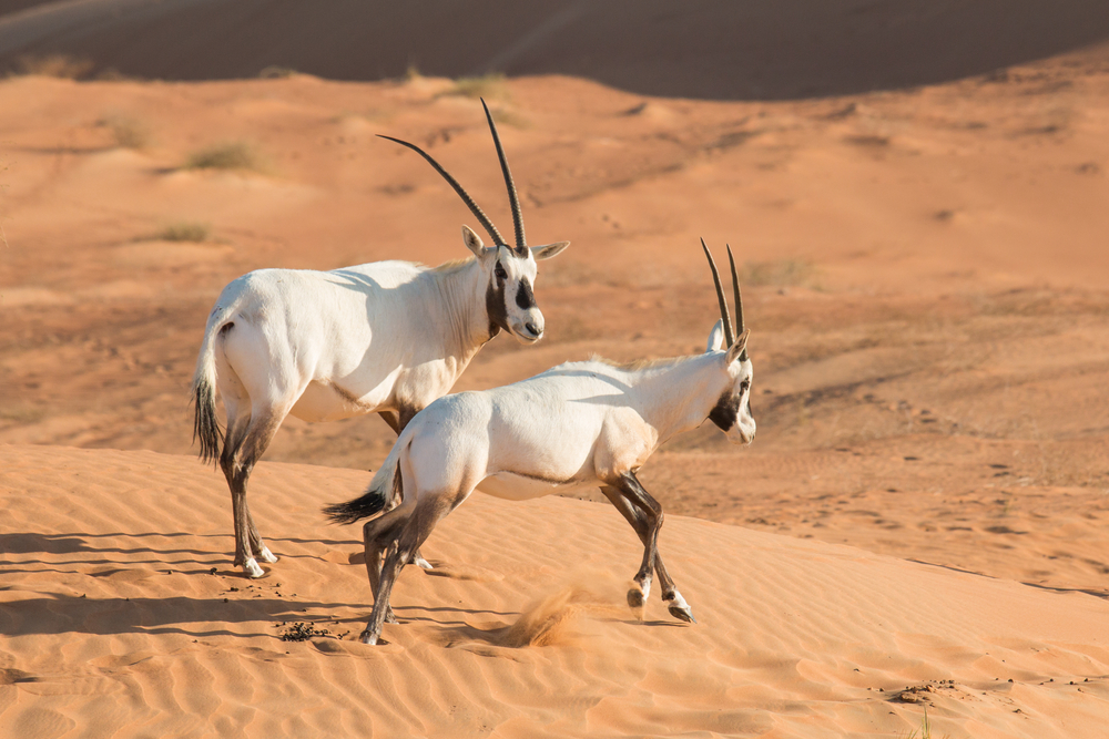 SHAYBAH WILDLIFE SANCTUARY KSA